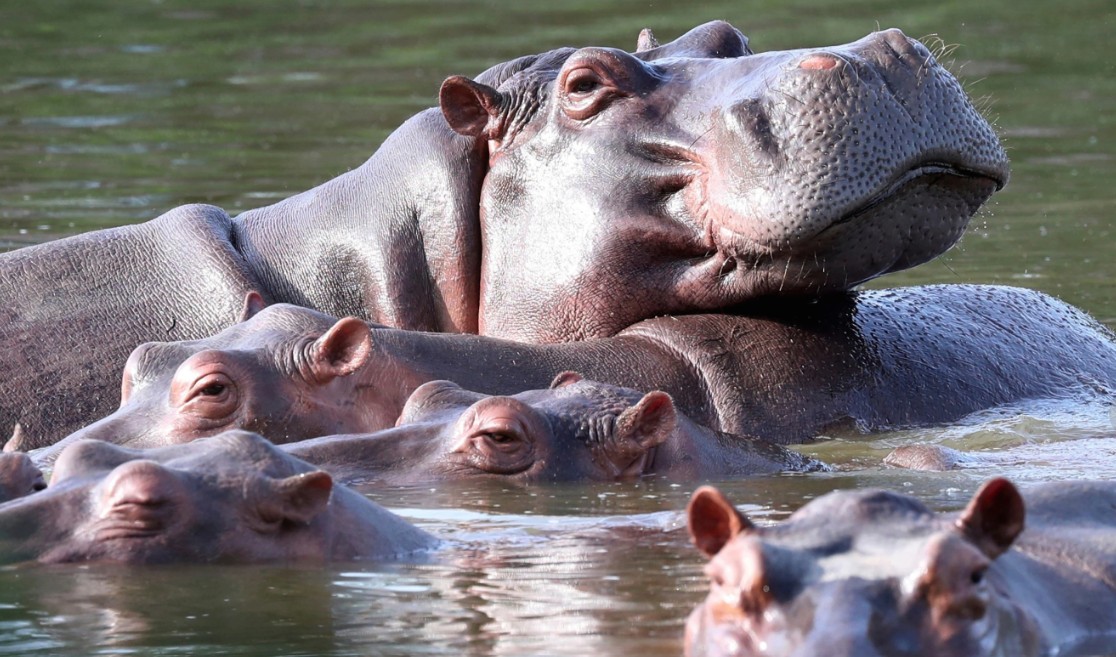 Colombia aprueba un plan para sacrificar hipopótamos que pertenecían a Pablo Escobar